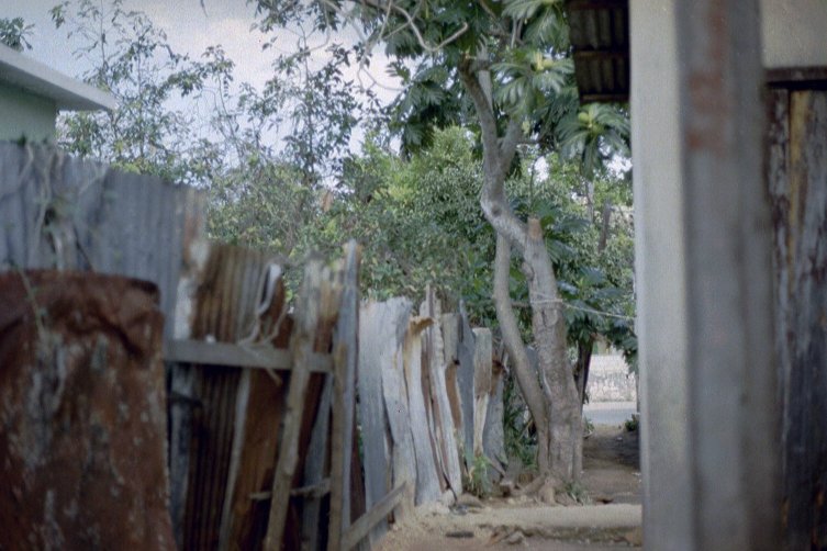 The Backyard